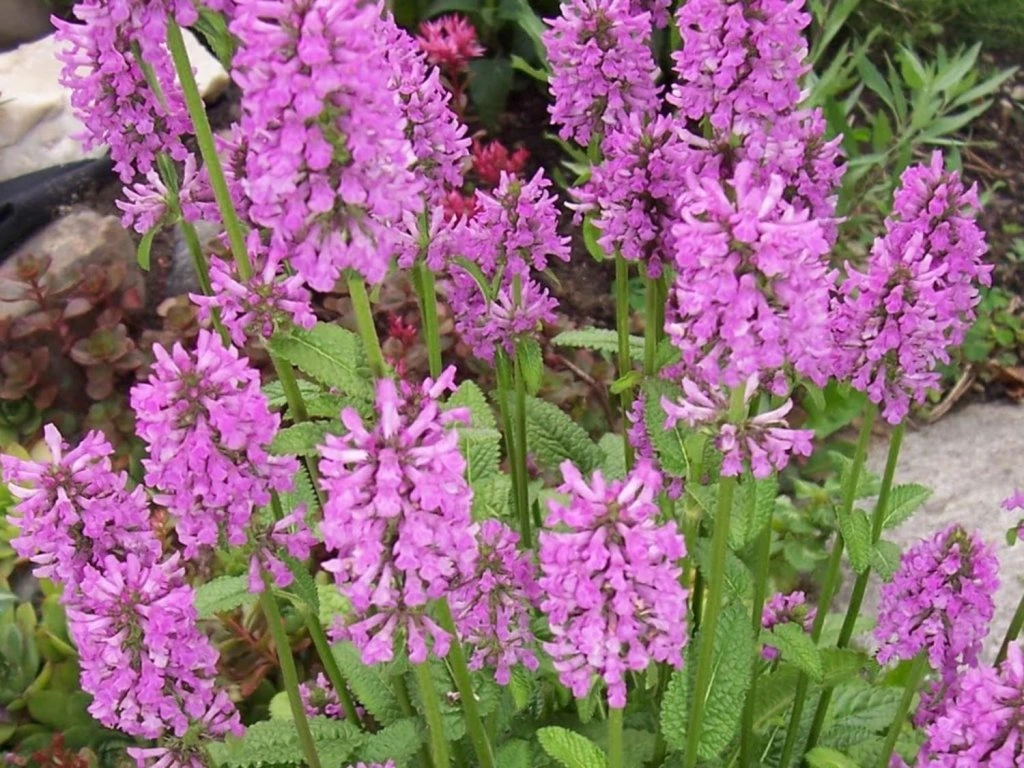 Echtes Ziest (Stachys officinalis)