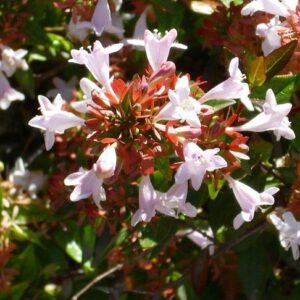 Abelie (Abelia)