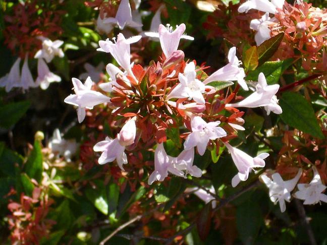Abelie (Abelia)