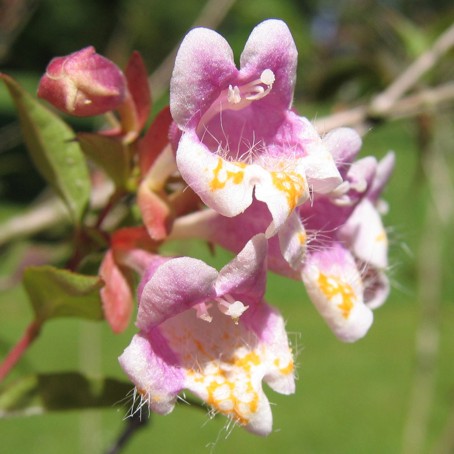 Abelia Englers (Abelia engleriana)