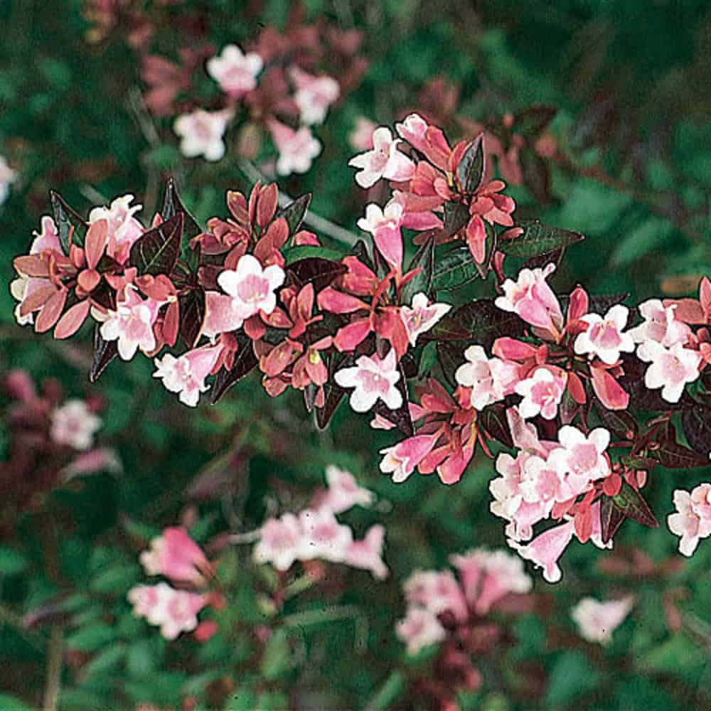 Großblütige Abelie (Abelia x grandiflora)