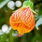 Abutilon Blüte