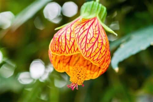 Abutilon Blüte