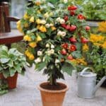 Abutilon im Blumentopf