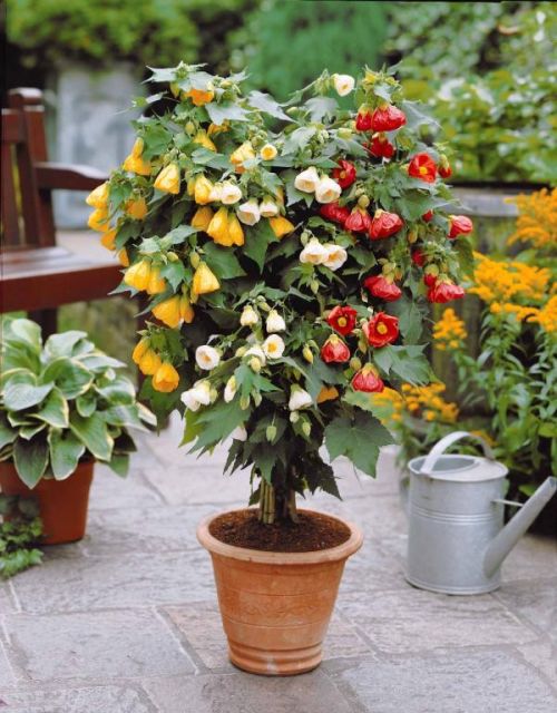 Abutilon im Blumentopf