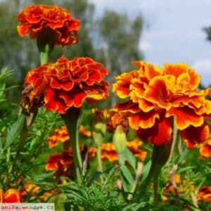 Orangerote gefüllte Studentenblumen (Tagetes) blühen in einem sommerlichen Beet vor blauem Himmel