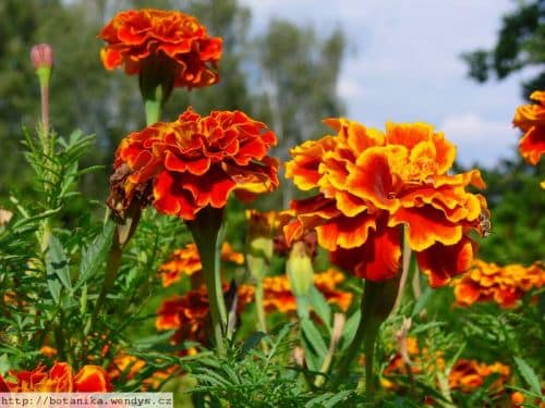 Afrikanische Studentenblume