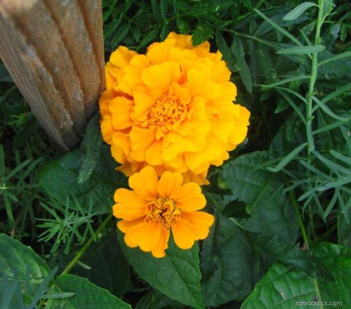 Afrikanische Studentenblume