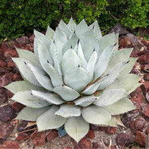 Agave