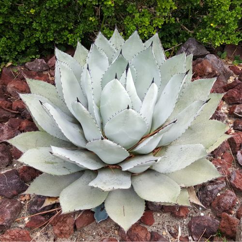 Agave