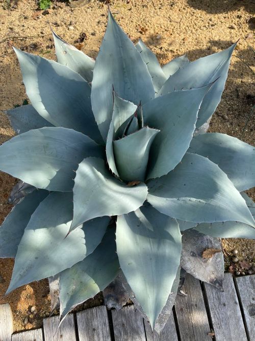 Agave