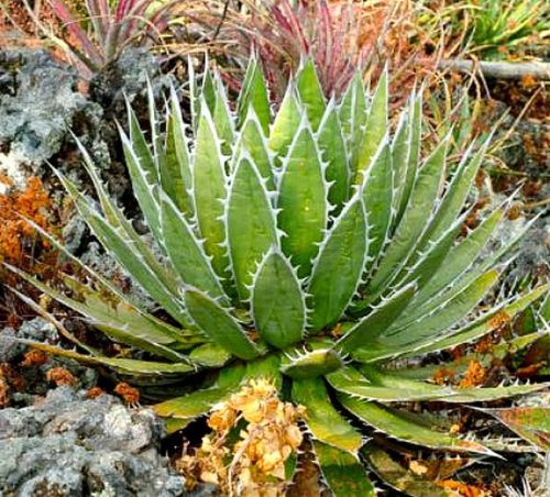 Agave