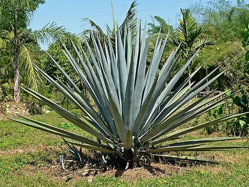 Agave
