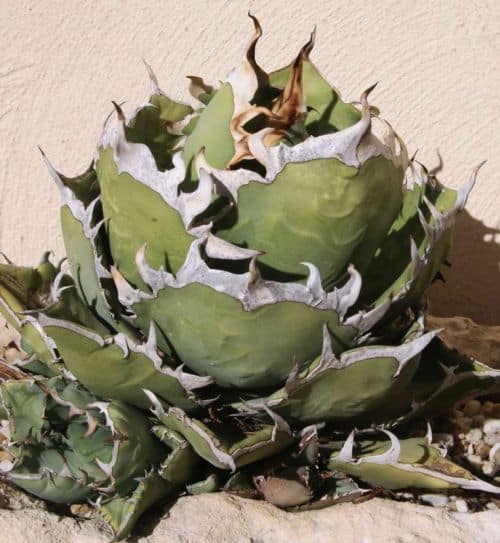 Agave svilucká mit dünnen grünen Blättern