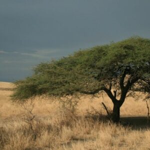 Akazienbaum