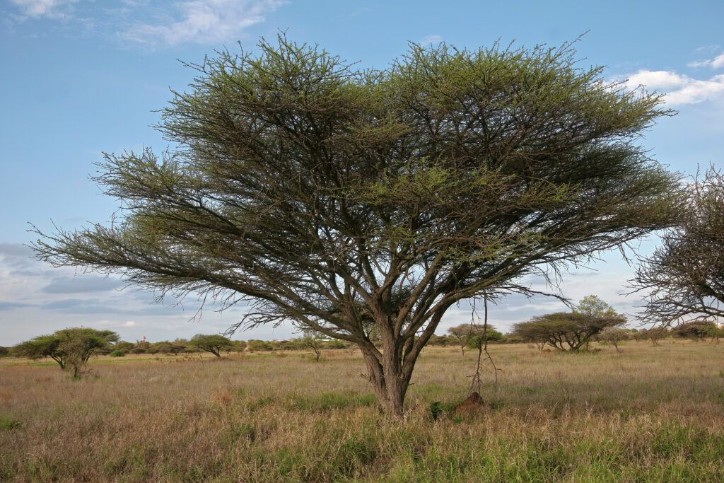Akazie (Acacia), Kapuzinerkresse