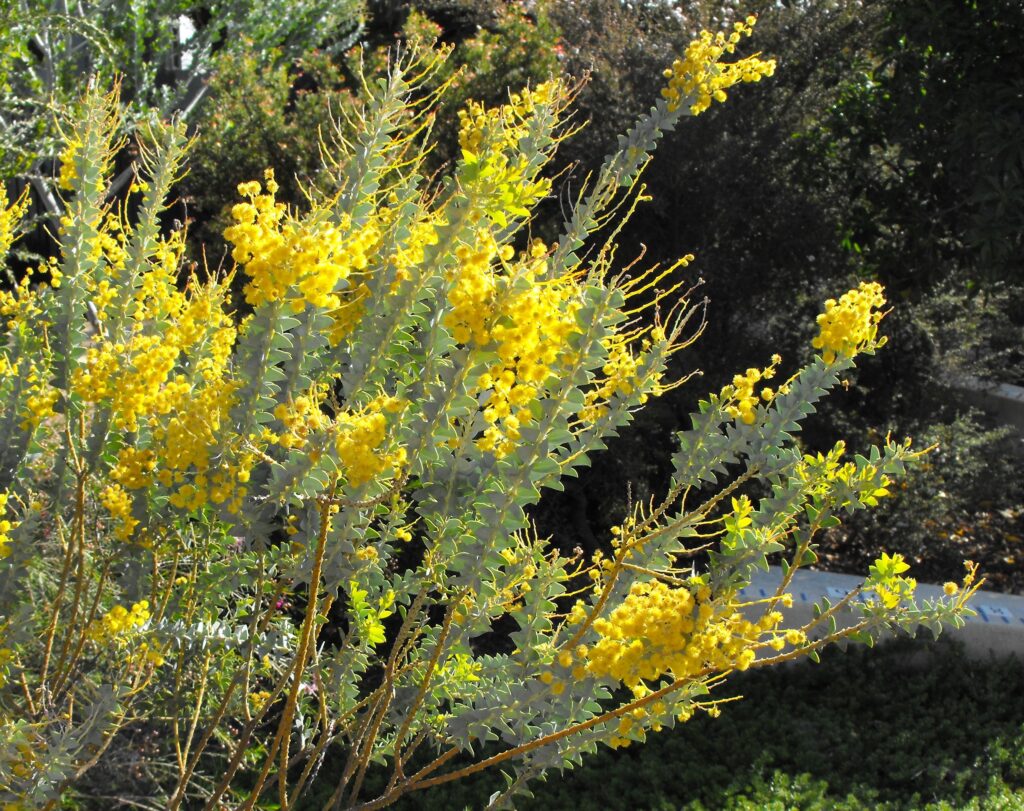 Messerblattakazie (Acacia cultriformis)​