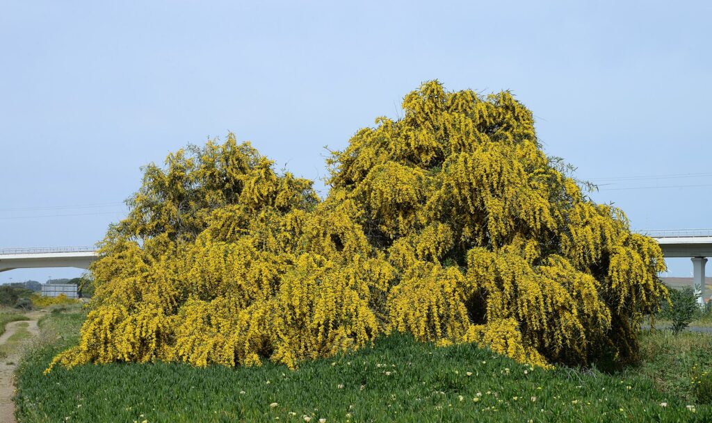 Hängeakazie (Acacia saligna)
