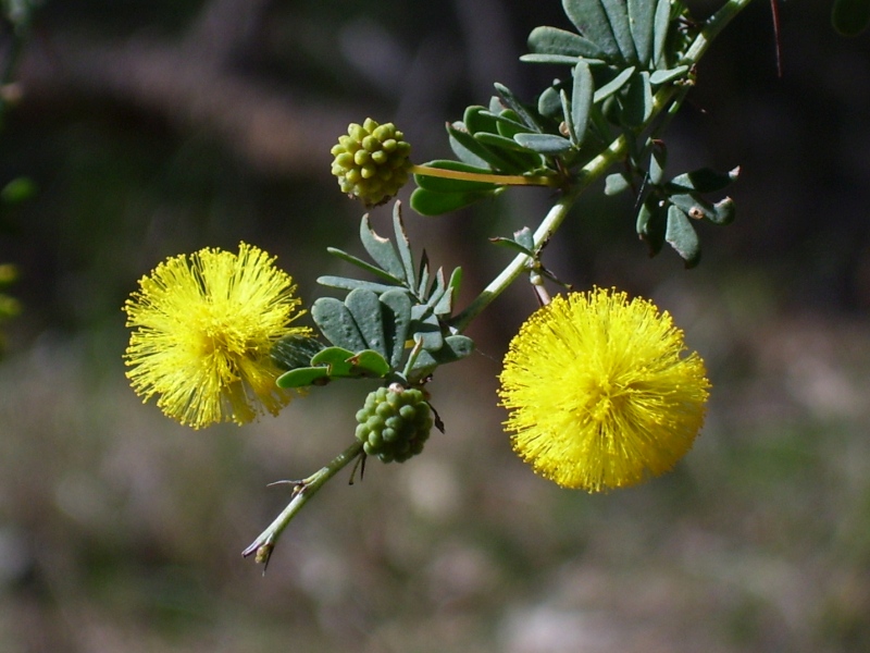 Schöne Akazie (Acacia pulchella)