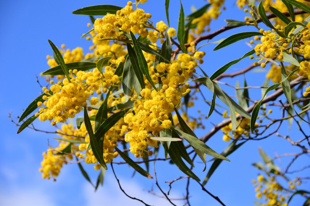 Silberakazie (Acacia dealbata)