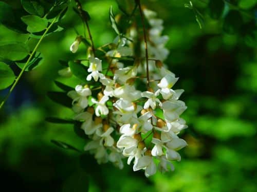 Akazienblüte