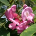 Rosafarbene Blüten der Borsten-Robinie (Robinia hispida)
