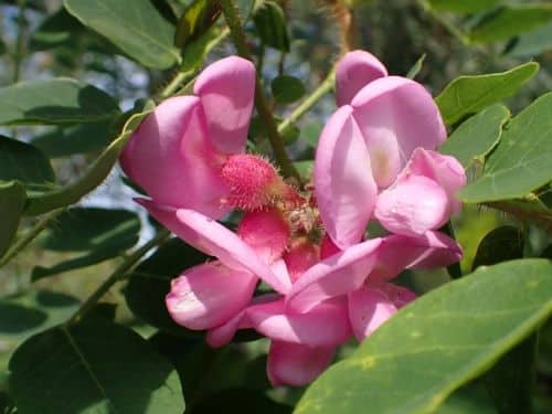 Robinie (Falsche Akazie)