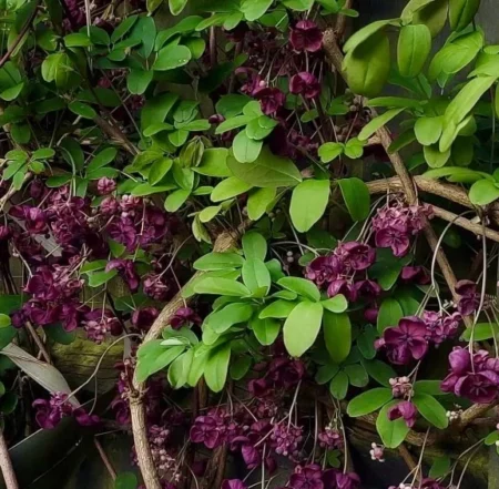 Fünfblättrige Akebie (Akebia quinata)