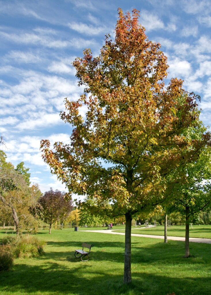 Amberbaum (Liquidambar)