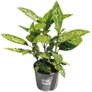 Aukube im Blumentopf