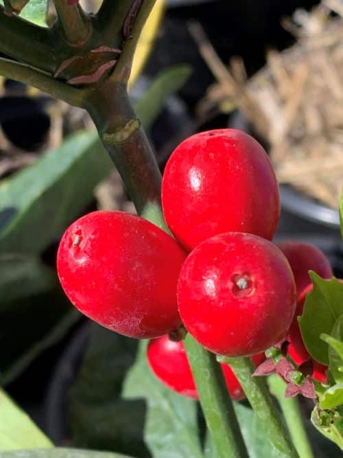 Aukuba Frucht