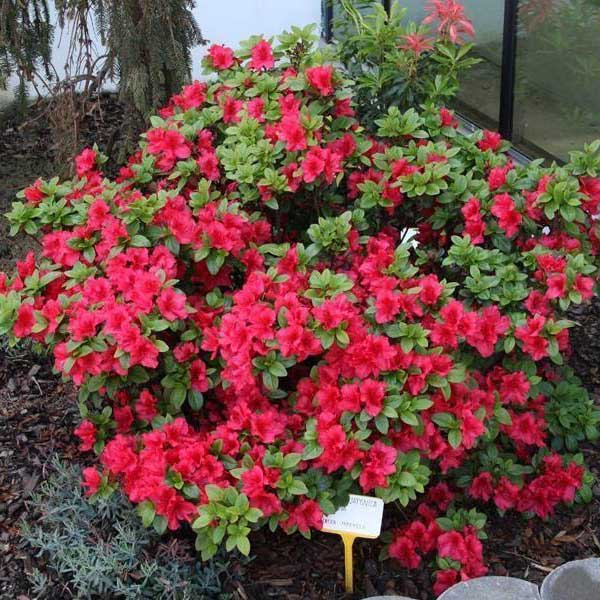Azalea japonica (Japanische Azalee)