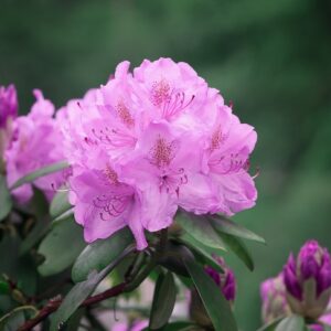 Rosafarbene Blütendolde eines Rhododendrons mit langen Staubfäden und dunkelgrünen Blättern
