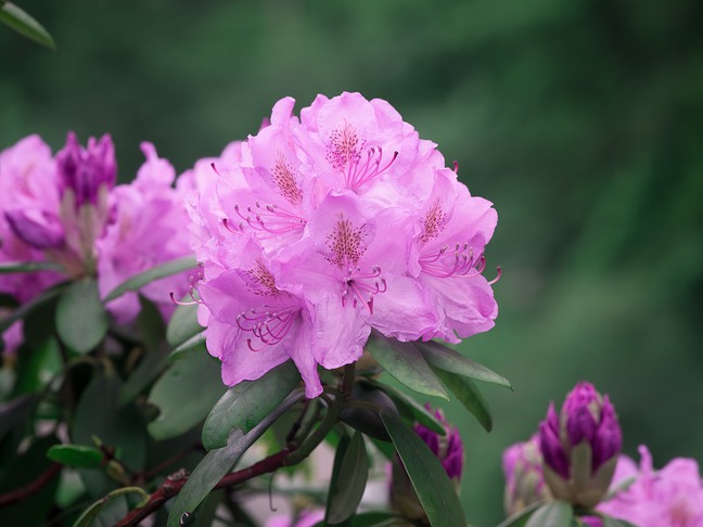 Azalee im Freien (Rhododendron)