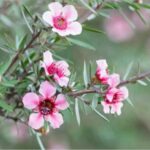 Zweig der Manuka mit rosa Blüten und schmalen, nadelartigen Blättern