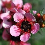 Nahaufnahme rosa Manuka-Blüten mit dunkelrotem Zentrum und Knospen