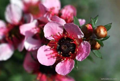 Balmín Blüte