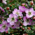 Hellviolette Blüten der Südseemyrte mit Knospen am Zweig
