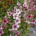 Blühender Manuka-Strauch mit vielen rosa-weißen Blüten