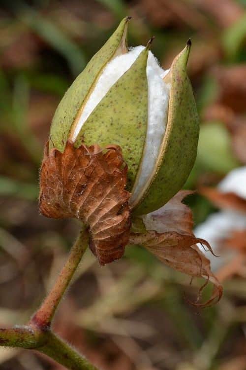 Baumwollpflanze Blüte