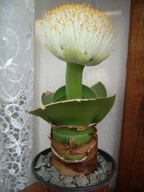 Weißblüte im Blumentopf