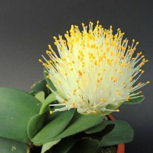 Weißblüte