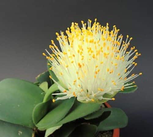 Weißblüte