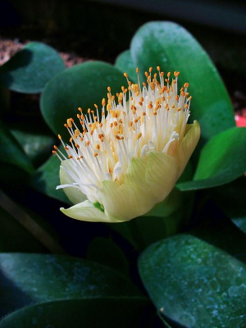 Weißblüte