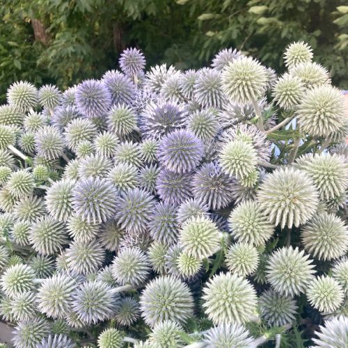 Weißdistel