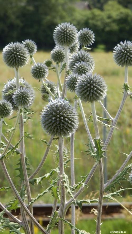 Kugelkarde mit weißen Blüten und dornigen Zweigen