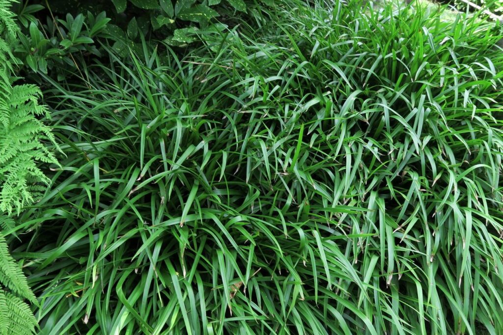Wald-Hainsimse (Luzula sylvatica)