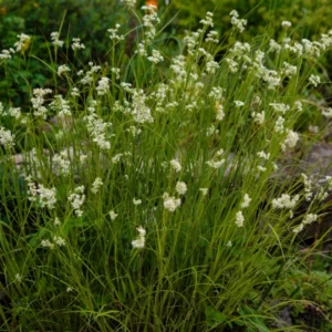Schneemarbel (Luzula nivea)