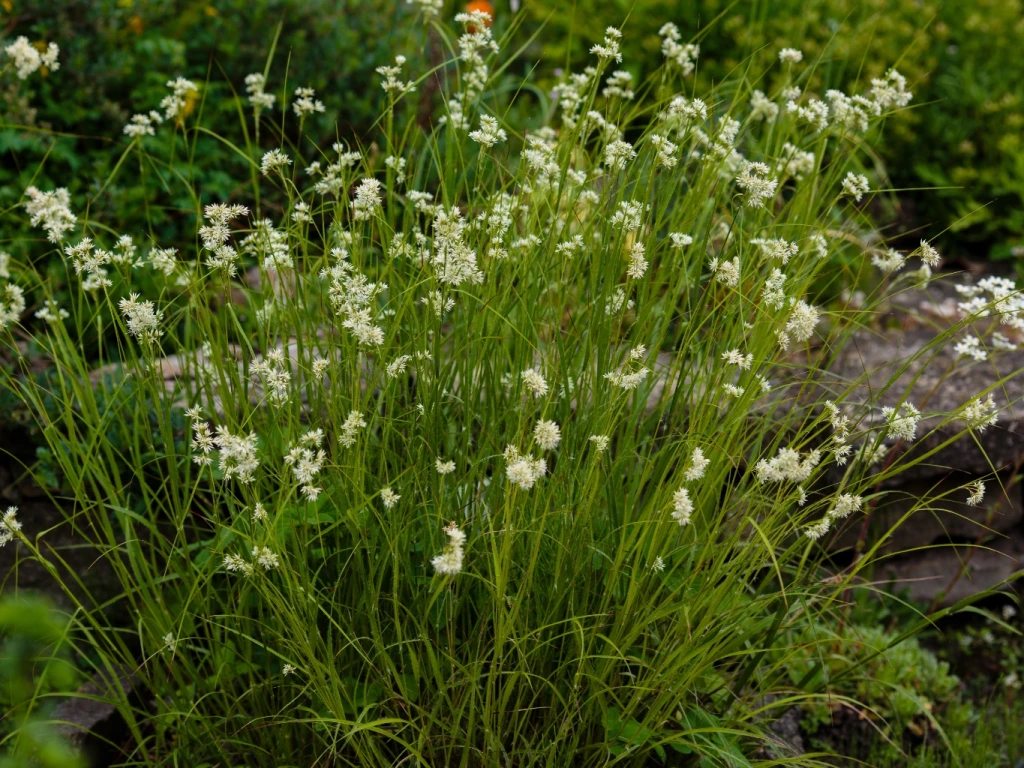 Schneemarbel (Luzula nivea)