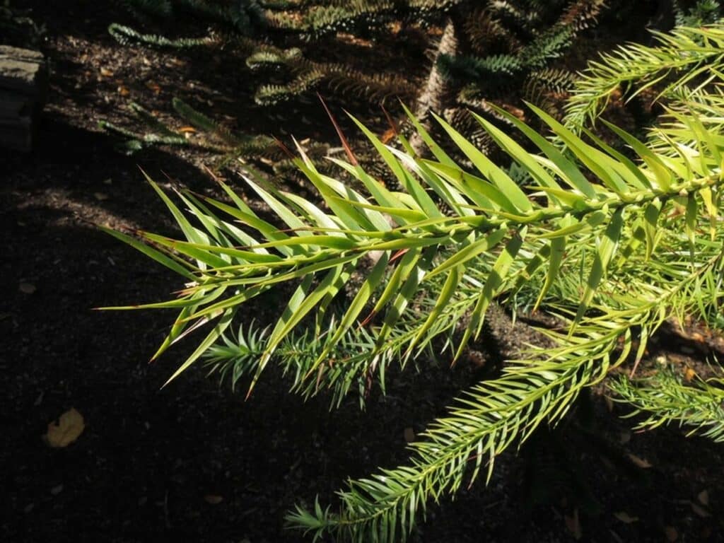 Andentanne (Araucaria araucana)